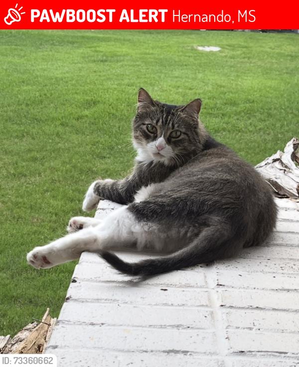 Lost Female Cat last seen Bright Heights and Laughter, Hernando, MS 38632