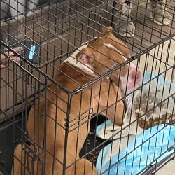 Shelter Stray Male Dog last seen , 4900 Milgen Rd, Columbus, GA 31907, USA