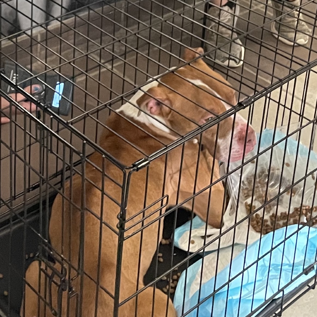 Shelter Stray Male Dog last seen , 4900 Milgen Rd, Columbus, GA 31907, USA