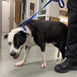 Shelter Stray Female Dog last seen , 6621 Westminster Ave, Garden Grove, CA 92844, USA