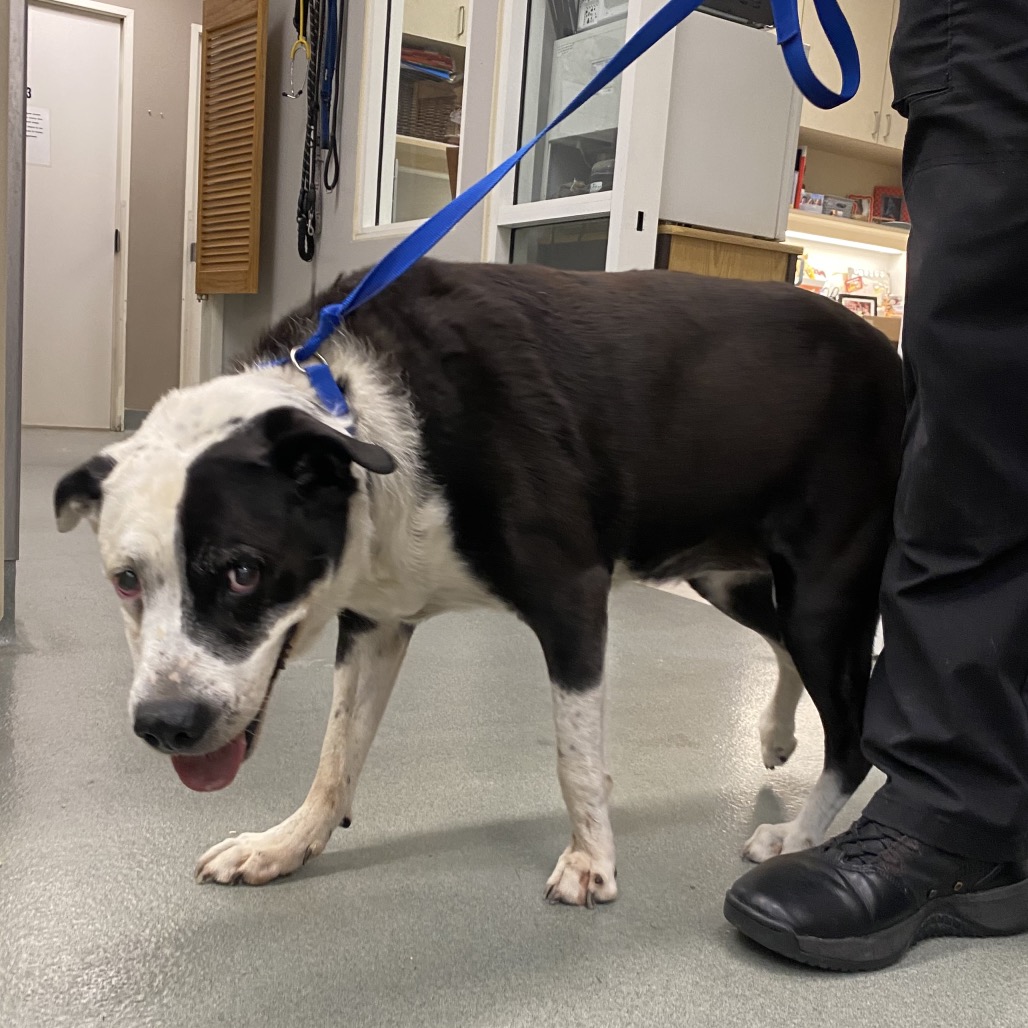 Shelter Stray Female Dog last seen , 6621 Westminster Ave, Garden Grove, CA 92844, USA