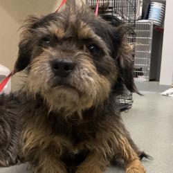 Shelter Stray Male Dog last seen , 6621 Westminster Ave, Garden Grove, CA 92844, USA
