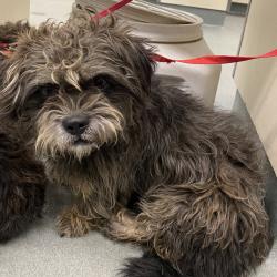Shelter Stray Male Dog last seen , 6621 Westminster Ave, Garden Grove, CA 92844, USA
