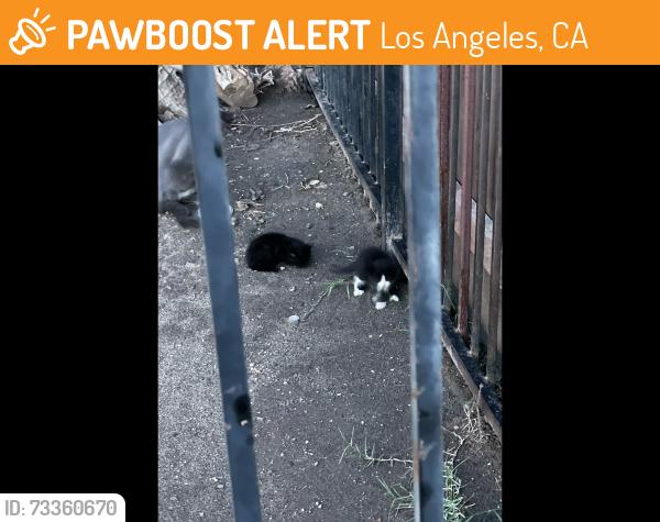 Found/Stray Unknown Cat last seen Right next to the orange apmt, Los Angeles, CA 91303