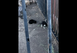 Found/Stray Unknown Cat last seen Right next to the orange apmt, Los Angeles, CA 91303