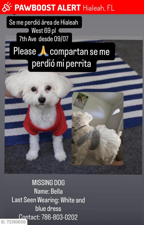Lost Female Dog last seen Near W 7th Ave Hialeah Fl 33014, Hialeah, FL 33014