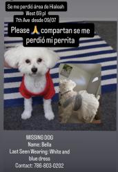 Lost Female Dog last seen Near W 7th Ave Hialeah Fl 33014, Hialeah, FL 33014