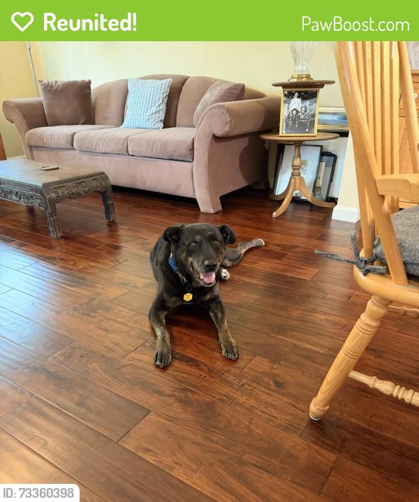Reunited Female Dog last seen Manchester and Dublin, Encinitas, CA 92007