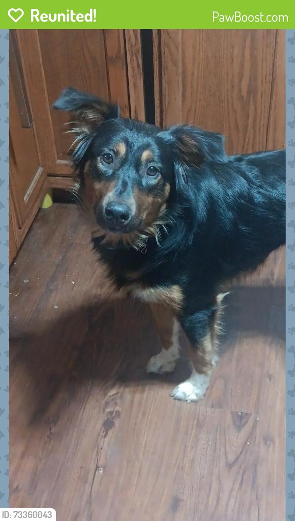 Reunited Male Dog last seen Near silvertown Rd jonestown pa, Jonestown, PA 17038