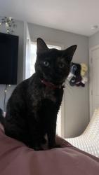 Lost Female Cat last seen Horse Haven Ln, College Station, TX 77845