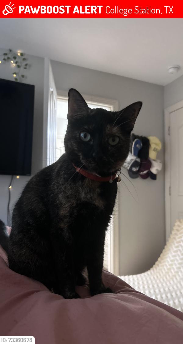 Lost Female Cat last seen Horse Haven Ln, College Station, TX 77845