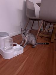 Found/Stray Unknown Cat last seen Congress ave, Boynton Beach, FL 33436
