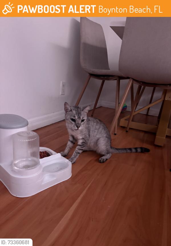 Found/Stray Unknown Cat last seen Congress ave, Boynton Beach, FL 33436