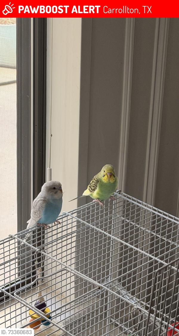 Lost Male Bird last seen Landover dr, Carrollton, TX 75007