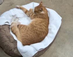 Reunited Male Cat last seen Kohler and flintside ct, San Jose, CA 95148