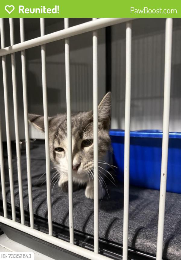 Reunited Unknown Cat last seen Davis st, Skokie, IL 60077