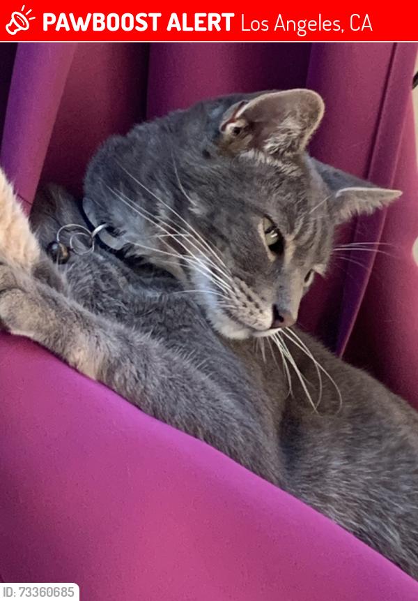 Lost Male Cat last seen Wasatch Ave and Venice Blvd, Los Angeles, CA 90066