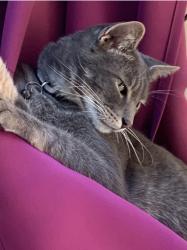 Lost Male Cat last seen Wasatch Ave and Venice Blvd, Los Angeles, CA 90066