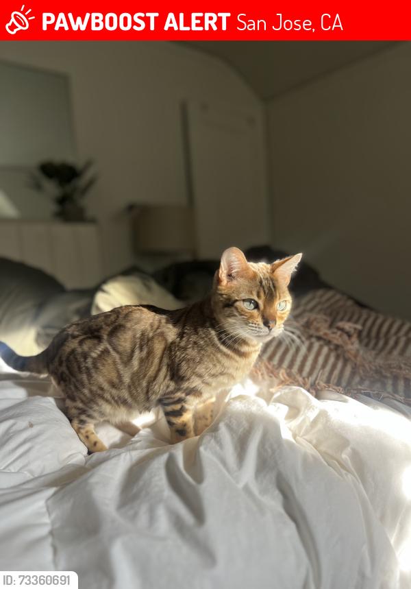 Lost Female Cat last seen University and Dana, San Jose, CA 95126