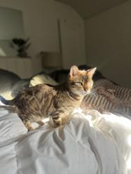 Lost Female Cat last seen University and Dana, San Jose, CA 95126