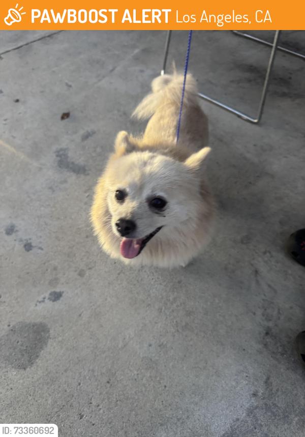 Found/Stray Female Dog last seen Redondo Beach Blvd & Broadway, Los Angeles, CA 90061
