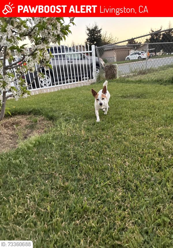 Lost Male Dog last seen Lucero Park, Livingston, CA 95334