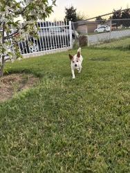 Lost Male Dog last seen Lucero Park, Livingston, CA 95334