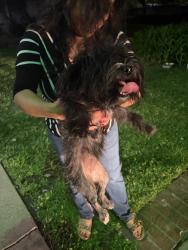 Found/Stray Female Dog last seen Near N Fair Oaks Avenue, Pasadena, CA 91103
