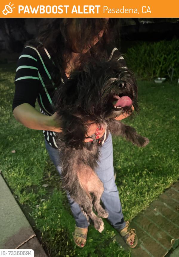 Found/Stray Female Dog last seen Near N Fair Oaks Avenue, Pasadena, CA 91103