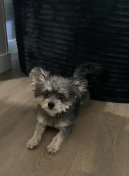 Reunited Male Dog last seen Third street near Holy Rosary soccer field, Hilmar, CA 95324