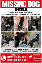 Lost Female Dog last seen Lanvale Rd and Old Forest Rd., Leland, NC 28451