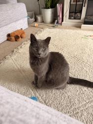 Lost Female Cat last seen Beaver st and friendship road, Hallam, PA 17406