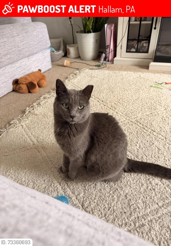 Lost Female Cat last seen Beaver st and friendship road, Hallam, PA 17406