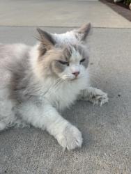 Reunited Unknown Cat last seen Amberwood, Walnut, CA 91789