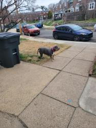 Lost Female Dog last seen Roosevelt bld, Philadelphia, PA 19124