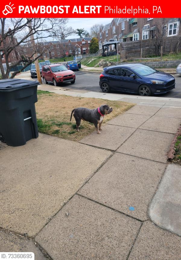 Lost Female Dog last seen Roosevelt bld, Philadelphia, PA 19124