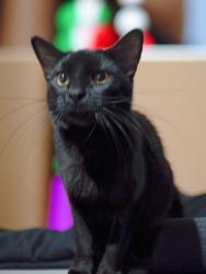 Lost Male Cat last seen Chestnut ave ssf, South San Francisco, CA 94080