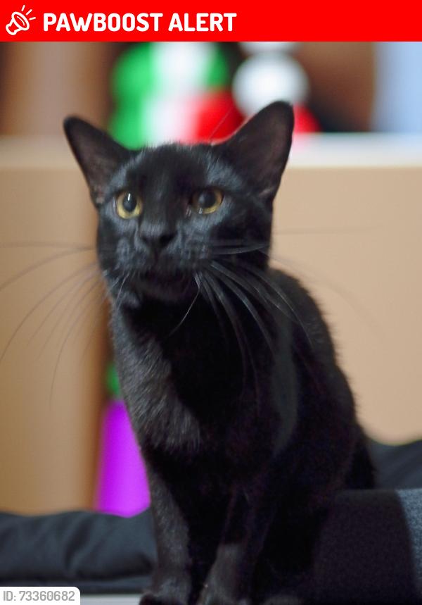 Lost Male Cat last seen Chestnut ave ssf, South San Francisco, CA 94080