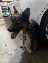 Found/Stray Male Dog last seen May and Memorial, Oklahoma City, OK 73120