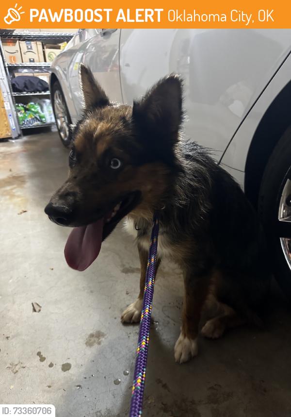 Found/Stray Male Dog last seen May and Memorial, Oklahoma City, OK 73120