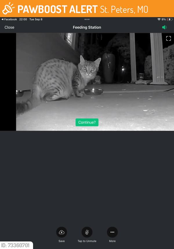 Found/Stray Unknown Cat last seen McClay and Thoele, St. Peters, MO 63304