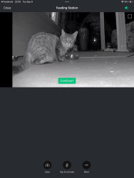 Found/Stray Unknown Cat last seen McClay and Thoele, St. Peters, MO 63304