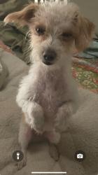 Lost Female Dog last seen Kansas, Whitley Dr, close to fruitland park, down the street from the PD., Payette County, ID 83619