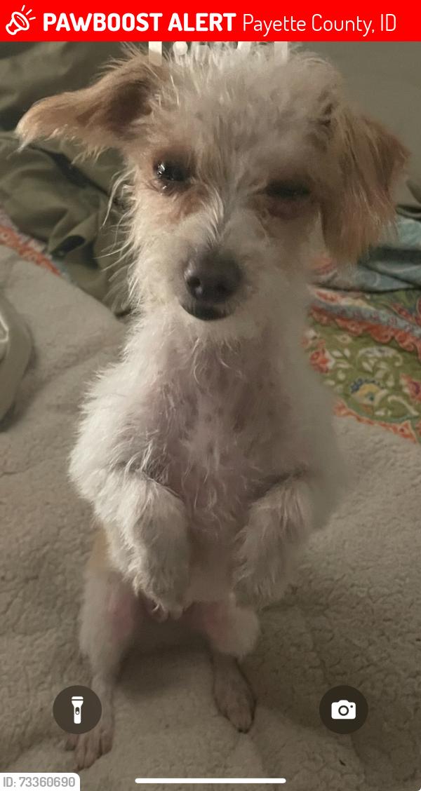 Lost Female Dog last seen Kansas, Whitley Dr, close to fruitland park, down the street from the PD., Payette County, ID 83619