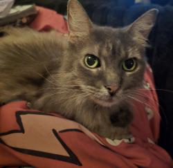 Reunited Female Cat last seen Kl and drake, Kalamazoo, MI 49009