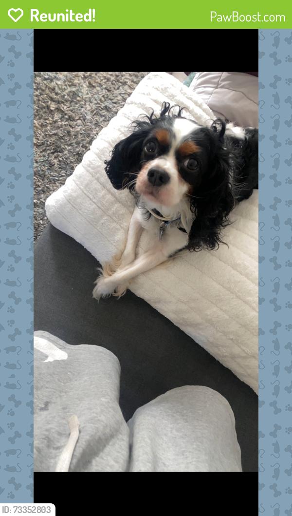 Reunited Male Dog last seen West princess, west king,west poplar, York, PA 17401