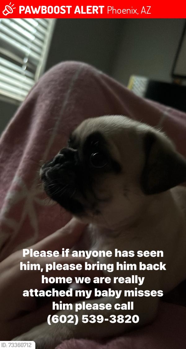 Lost Male Dog last seen Vlux at sunset farms apmts, Phoenix, AZ 85353