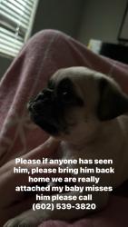 Lost Male Dog last seen Vlux at sunset farms apmts, Phoenix, AZ 85353