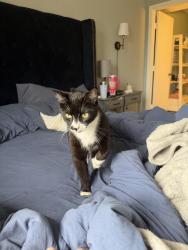 Lost Male Cat last seen Powerline rd, Boca Raton, FL 33433