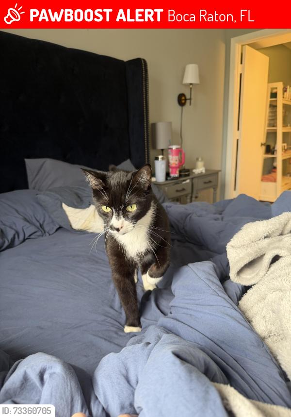 Lost Male Cat last seen Powerline rd, Boca Raton, FL 33433